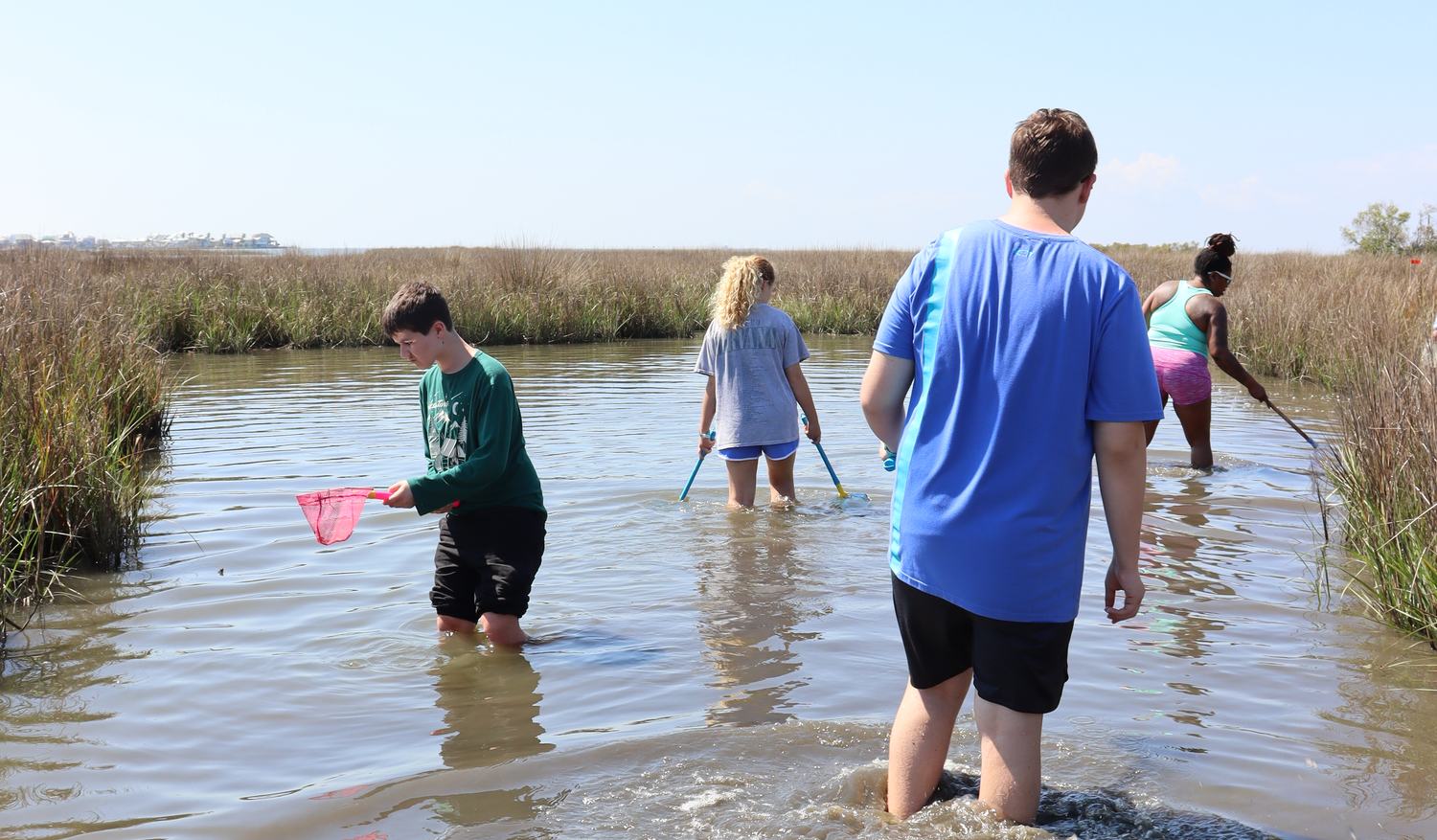 Adolescent students wading into a marsh with nets during a field study
